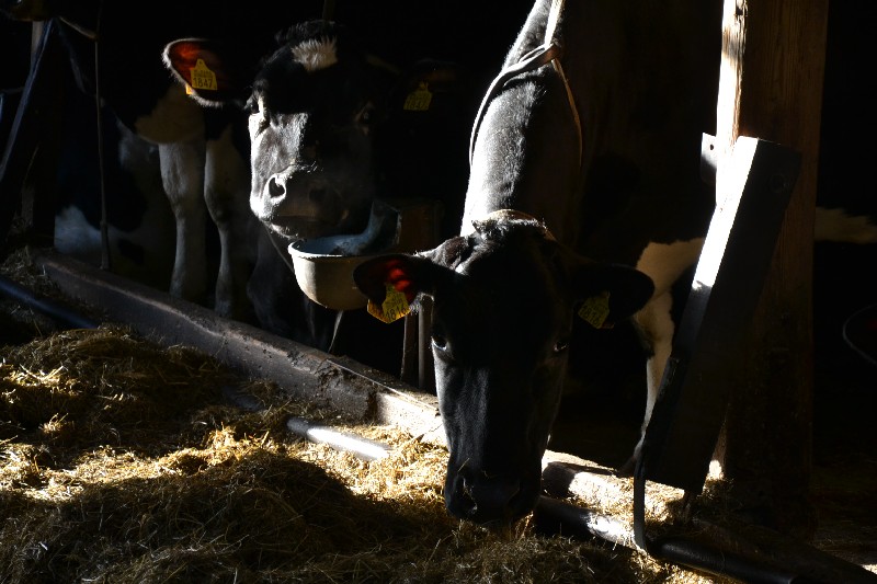 Melkvee aan het kuilgras