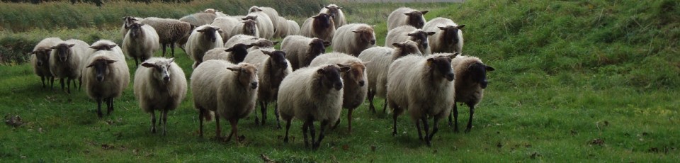 Schapen