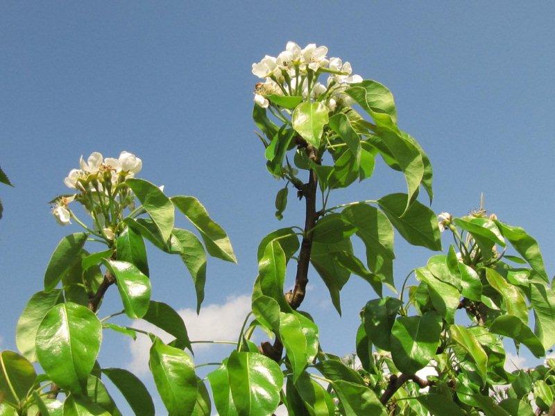 Vroegeling Aandacht 9-5-13 047