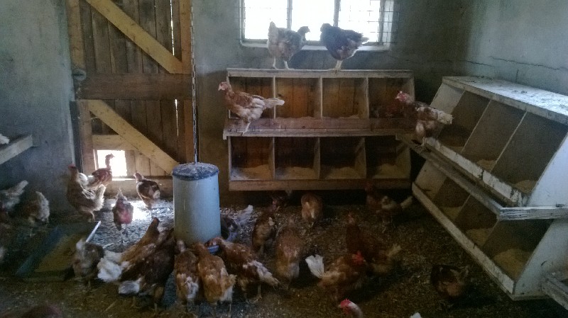 Kippenhok Blommendal