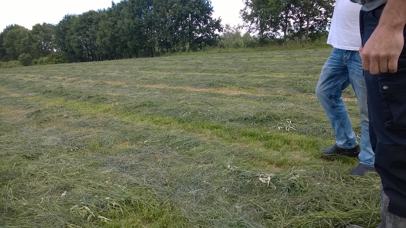 Verkoop Koop snede gras