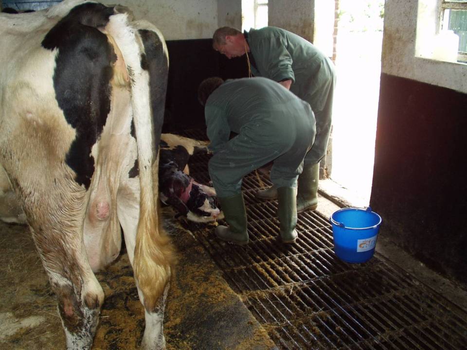 Geboorte kalf