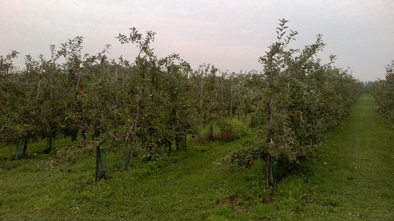 Appelboomgaard Limburg 3