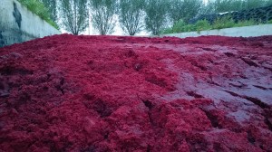 Rode Bieten in Sleufsilo