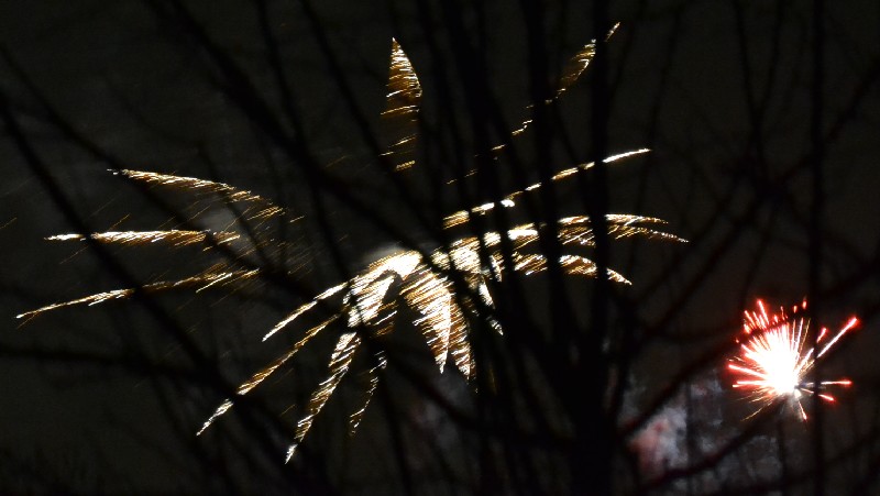 Vuurwerkbloemen tussen de takken