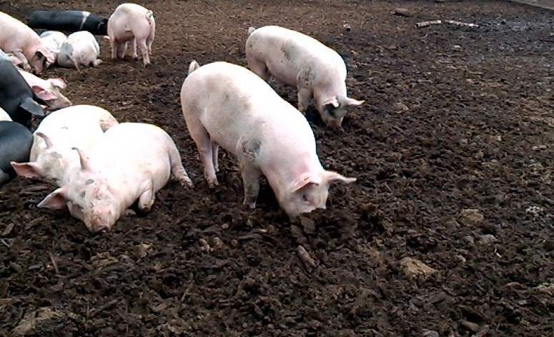 Wroetend kloostervarken