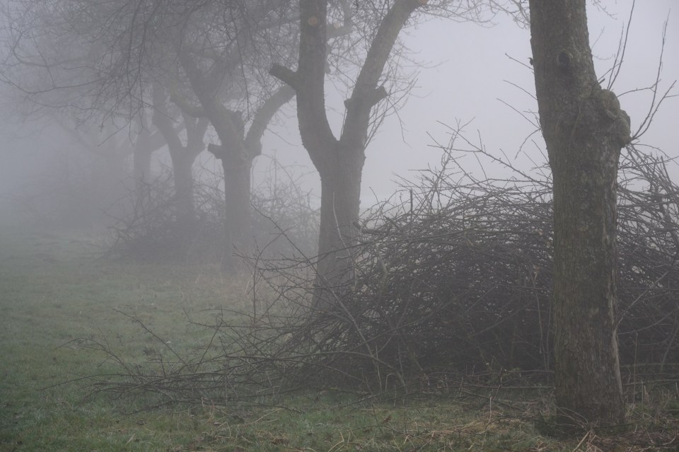 Gesnoeide fruitbomen - Bommelerwaard Aailand