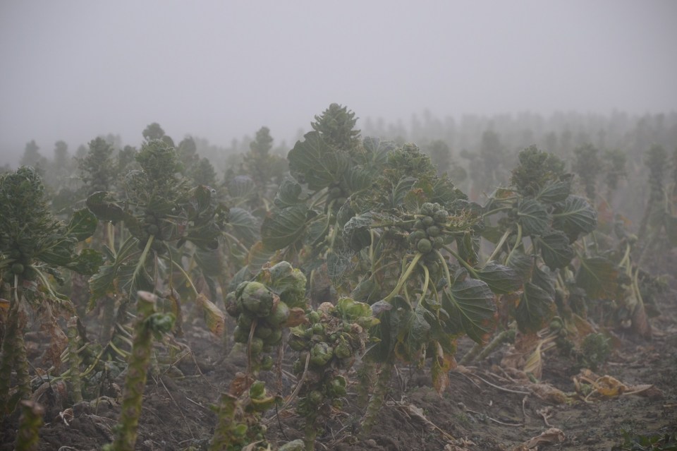 Spruitkool Mist - Bommelerwaard Aailand