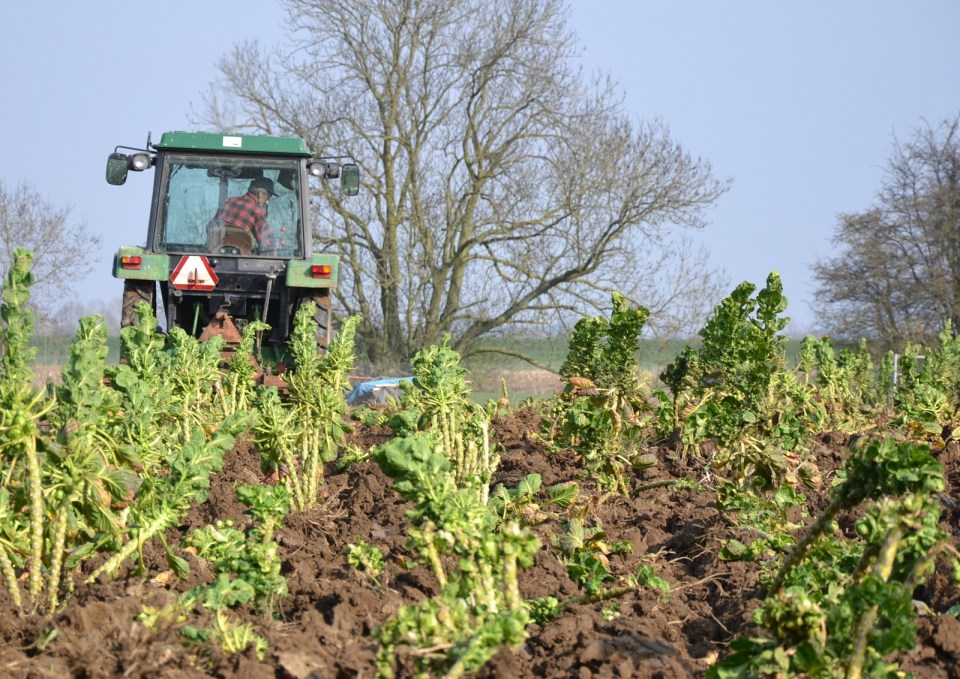 Spruitplanten bewerken 3 - resten worden afgevoerd