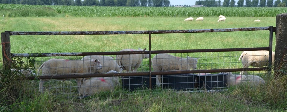 Schapen bij het hek - Platteland, Zomer