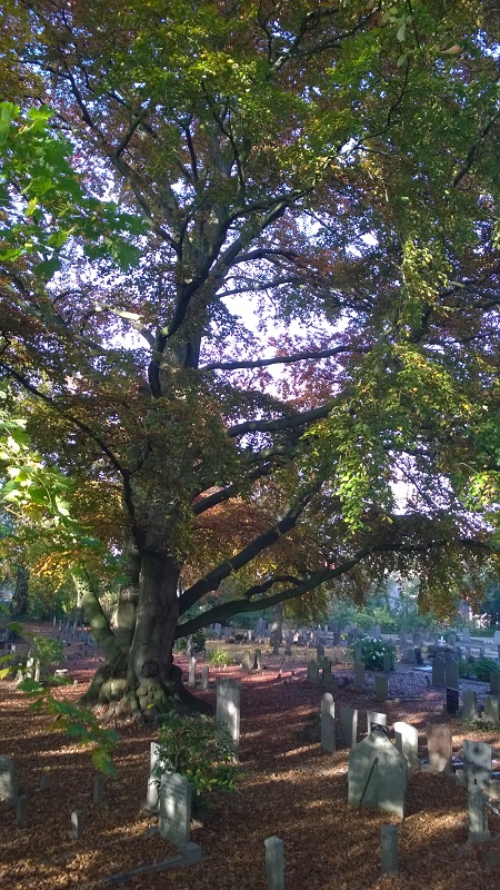 2015-begraafplaats-zaltbommel-1-november